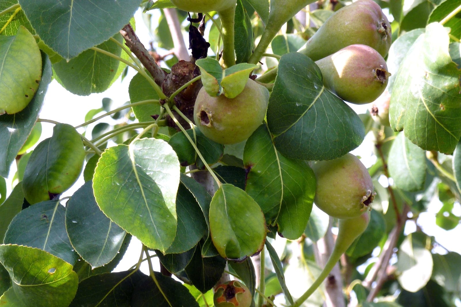 Peral común (Pyrus communis) que muestra racimos de frutos jóvenes verdes y periformes colgando entre hojas ovadas, lustrosas y de color verde oscuro en el árbol.