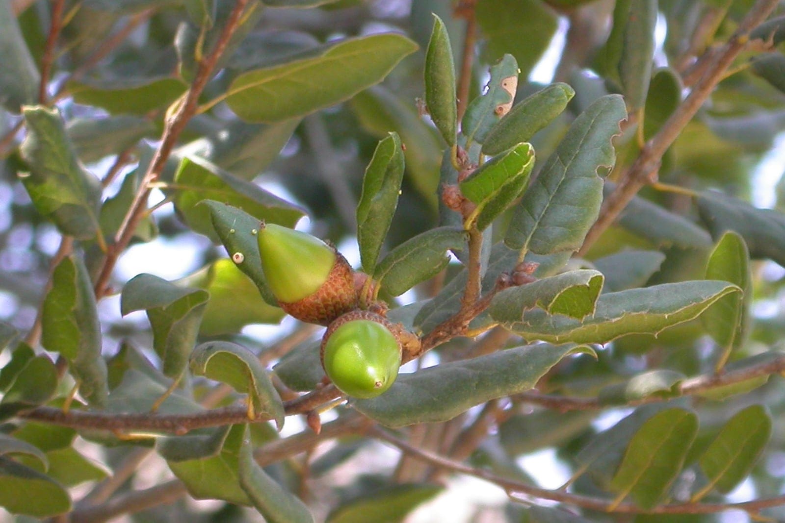 Coast live oak (Quercus agrifolia) branch showing dark, leathery, spiny-margined holly-like evergreen leaves with cupped acorns.