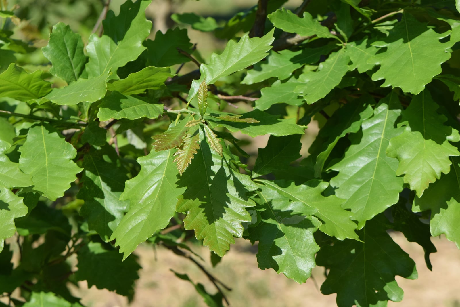 Feuillage de chêne bicolore (Quercus bicolor) : feuilles vert sombre luisant à lobes arrondis peu profonds et à marges ondulées, les plus larges au-dessus du milieu, avec un bouquet de pousses nouvelles teintées de bronze sortant à l'extrémité du rameau.