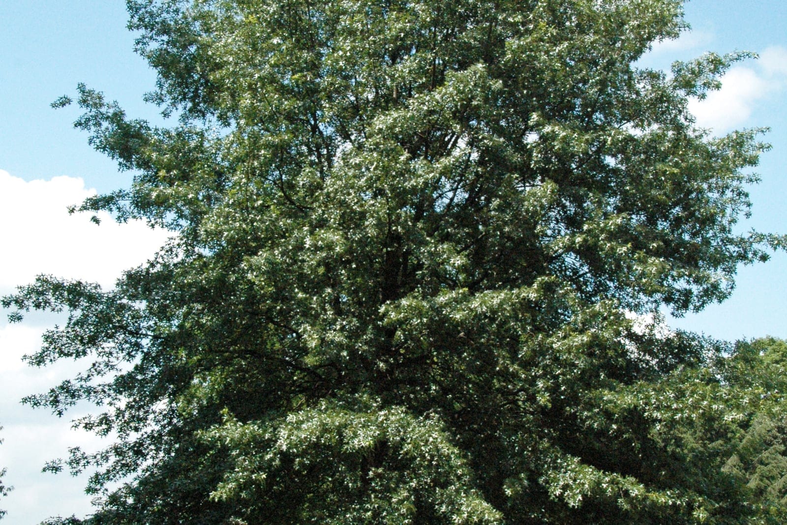 Chêne écarlate (Quercus coccinea) - grande couronne arrondie-pyramidale, tronc droit et net, houppier vert dense en été.