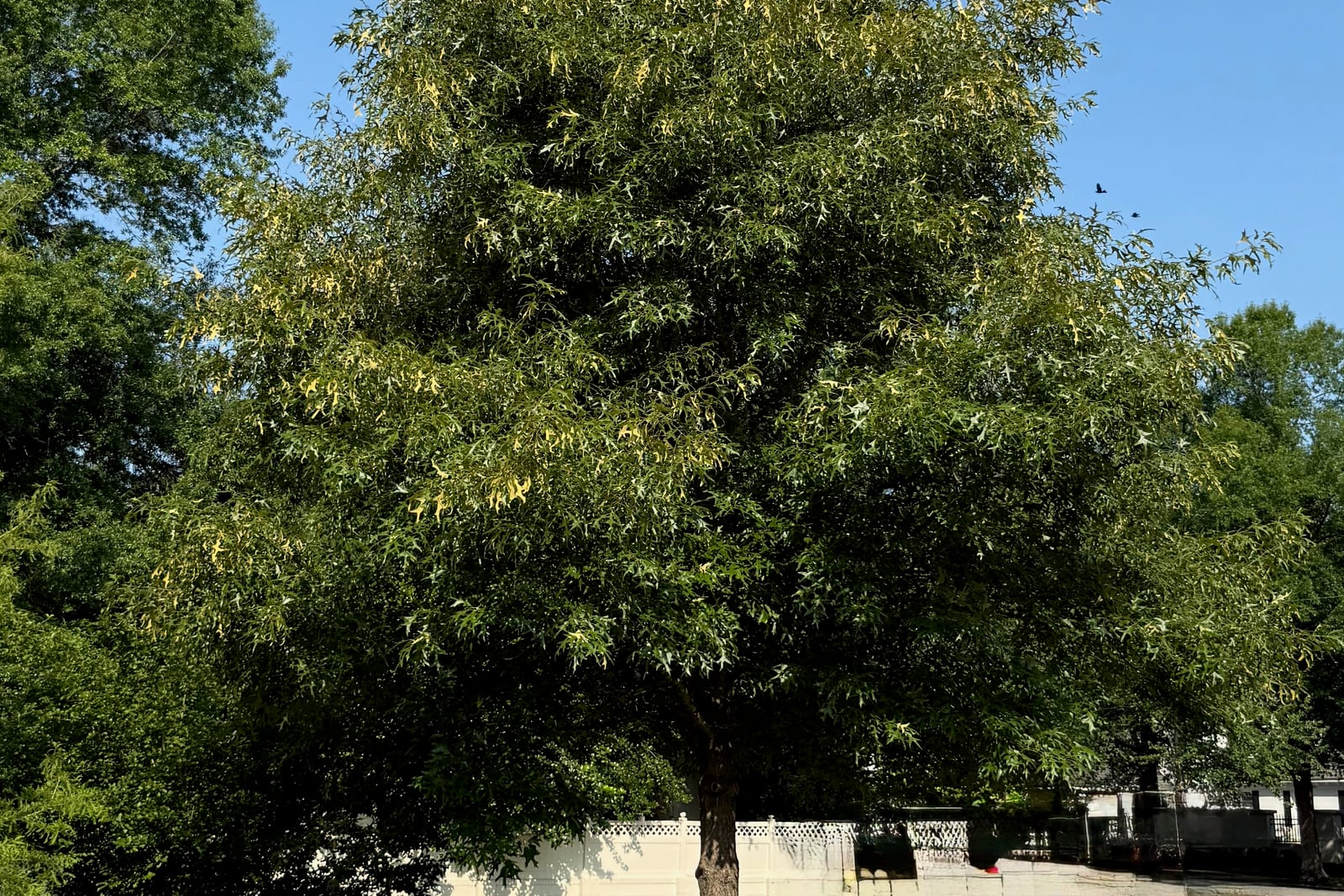 Um carvalho-vermelho-do-sul (Quercus falcata) adulto crescendo num quintal, com a copa larga e arredondada de folhagem verde-escura ocupando quase todo o enquadramento contra um céu azul limpo e o tronco único e reto visível do chão até a copa. Uma cerca baixa de treliça branca, um galpão e uma casa ficam atrás da árvore e estabelecem sua escala. Os lobos foliares longos, estreitos e em forma de foice captam o sol nas bordas da copa.