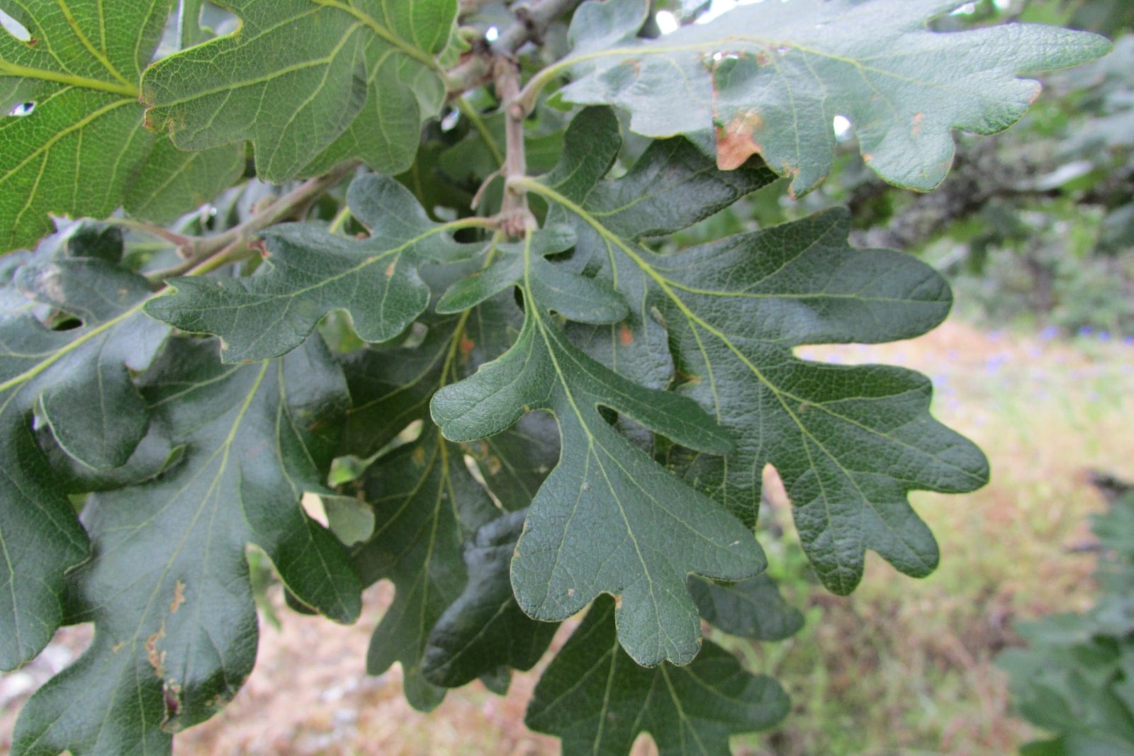 Oregon white oak (Quercus garryana) branch tip showing deeply lobed, rounded-lobe glossy dark-green leaves clustered at the shoot.