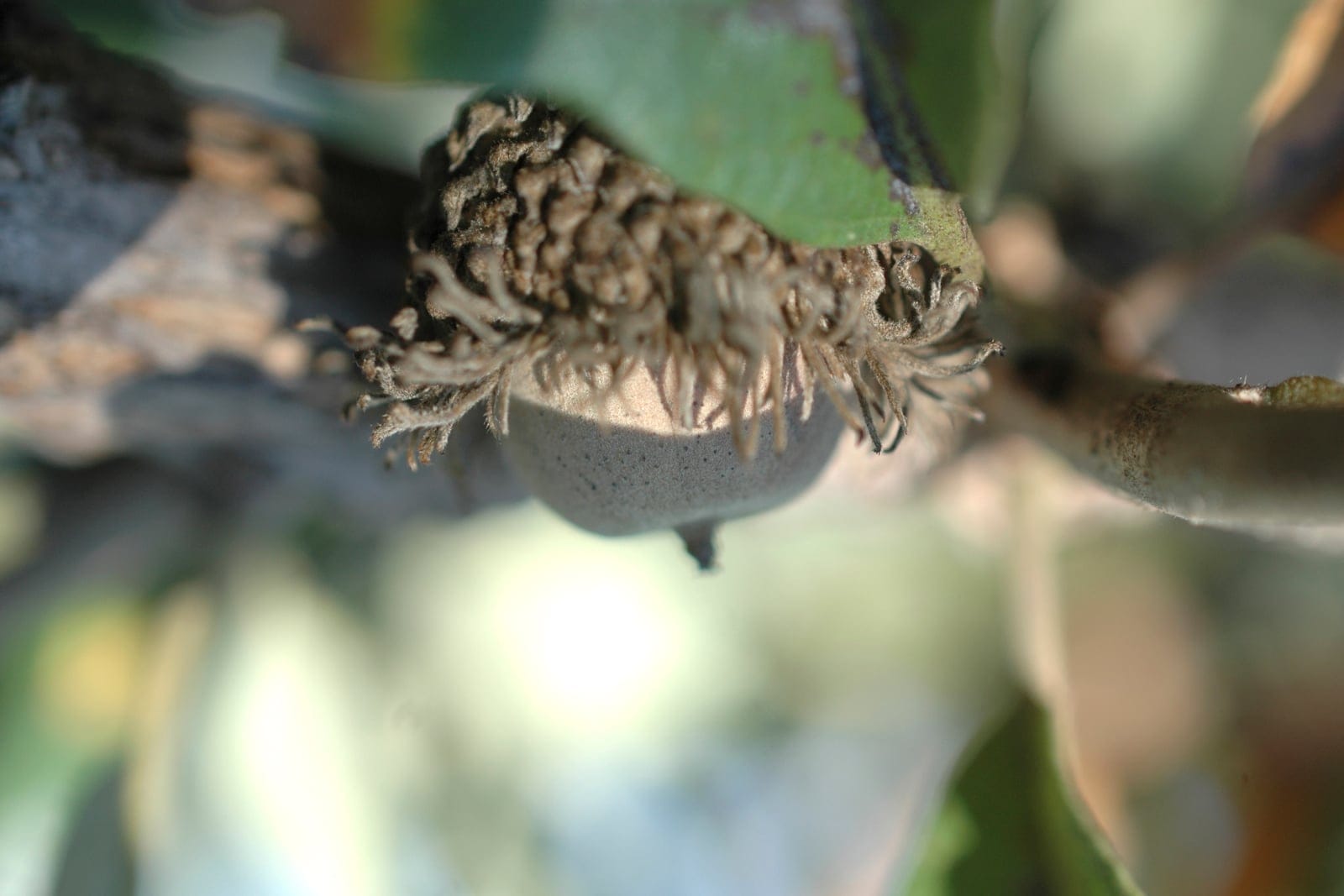 Bur oak (Quercus macrocarpa) acorn showing the deep cup fringed with a mossy, bur-like scale at the rim - the diagnostic feature behind the common names "bur oak" and "mossycup oak".