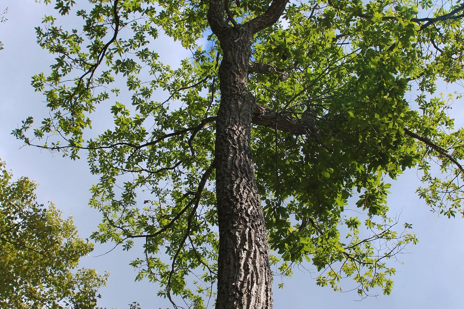 Vue en contre-plongée du tronc d'un chêne châtaignier (Quercus montana) adulte depuis sa base, l'écorce fendue en sillons verticaux profonds, grossiers et compartimentés dans des tons de gris et de brun foncé, avec de lourdes branches s'ouvrant vers un couvert de feuilles d'un vert printanier frais sur un ciel bleu pâle. Les feuilles sont nettement dentées de façon grossière et obtuse plutôt que lobées, plus proches du châtaignier que du chêne.
