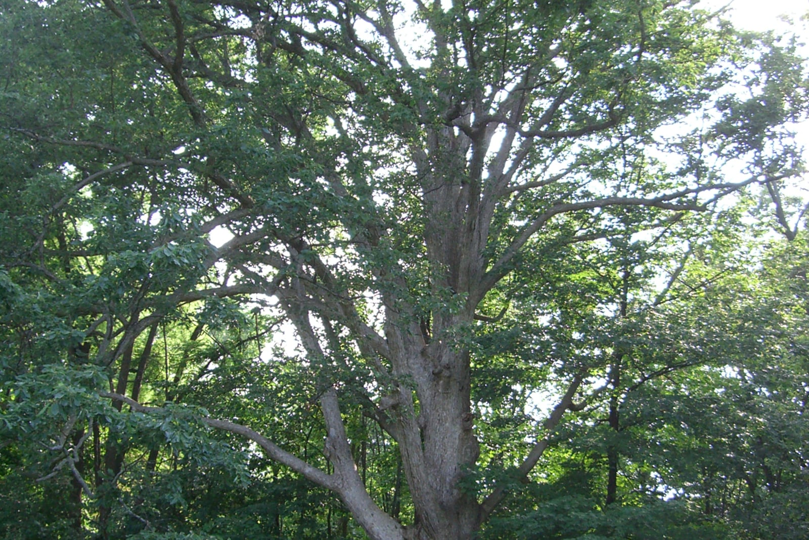 A large open-grown chinkapin oak (Quercus muehlenbergii) at a woodland edge, its heavy pale-grey trunk rising into massive limbs that spread wide and low, several of them reaching almost horizontally out of the frame. The crown is broad and open rather than dense, and other trees crowd the background on both sides.
