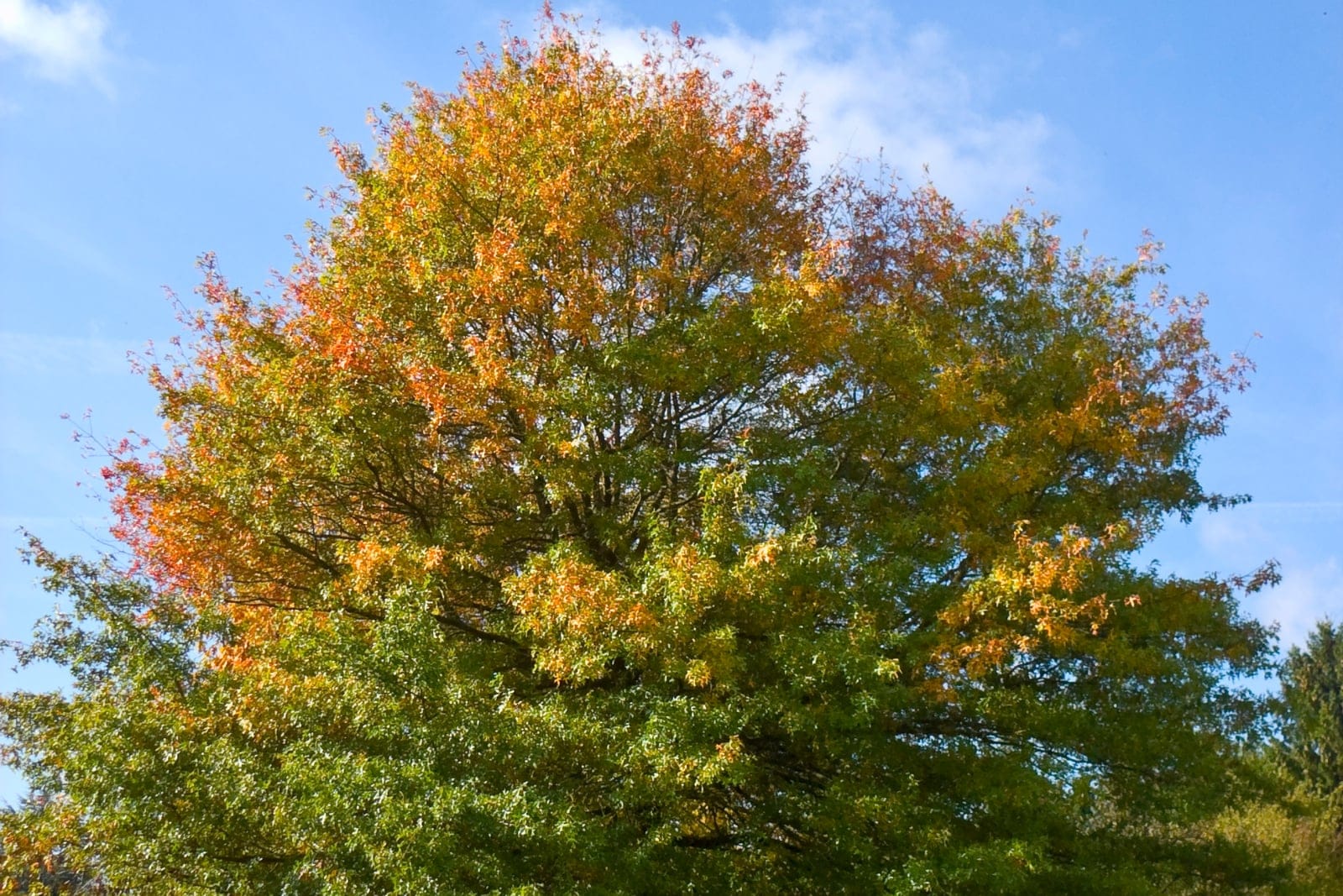 Chêne des marais (Quercus palustris) - couronne dense, pyramidale à arrondie, branches basses s'inclinant vers le sol, coloration automnale rouge orangé naissante.