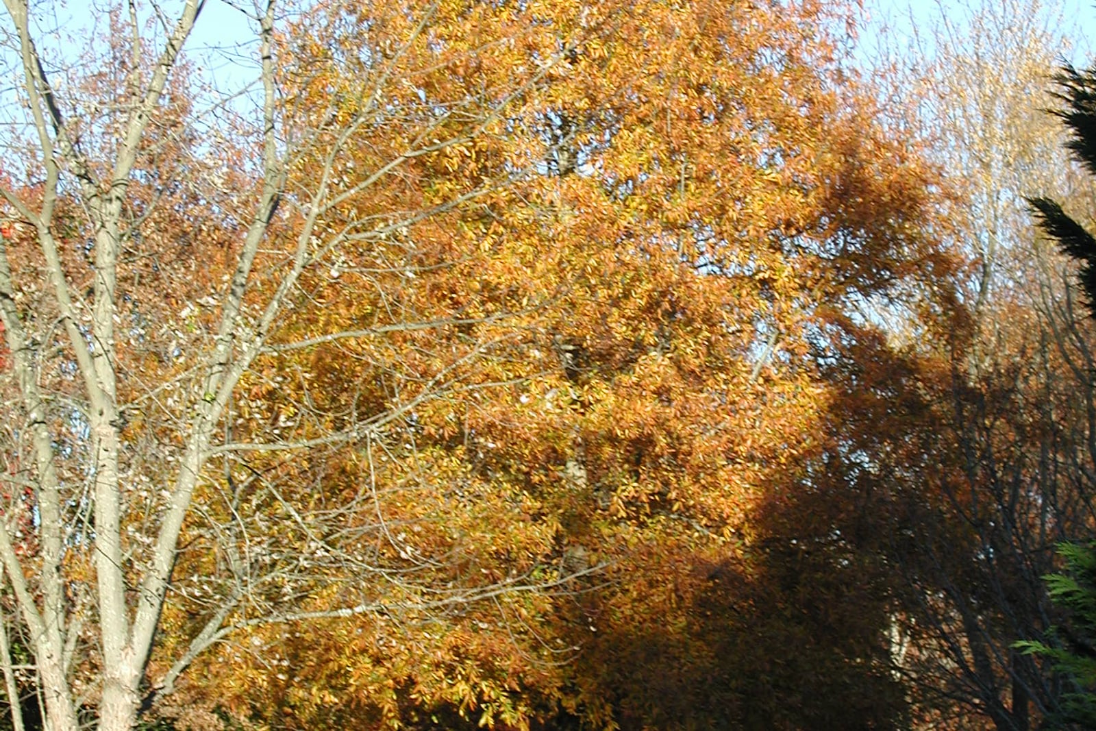Un chêne à feuilles de saule (Quercus phellos) adulte en automne, sa large couronne arrondie formant une masse de feuillage fin or orangé, sur une pelouse à côté d'une maison qui donne l'échelle de l'arbre, entouré d'arbres aux branches nues.