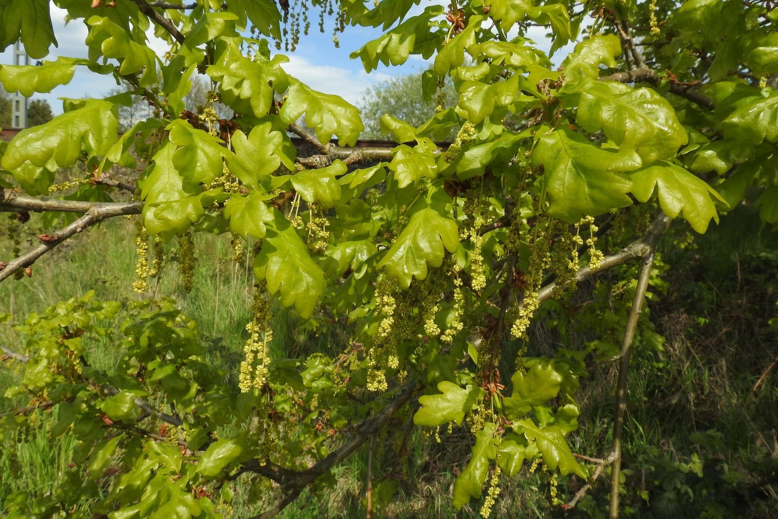 Chêne pédonculé (Quercus robur) en feuilles printanières avec des chatons pendants, photographié le long d'une piste cyclable en Allemagne