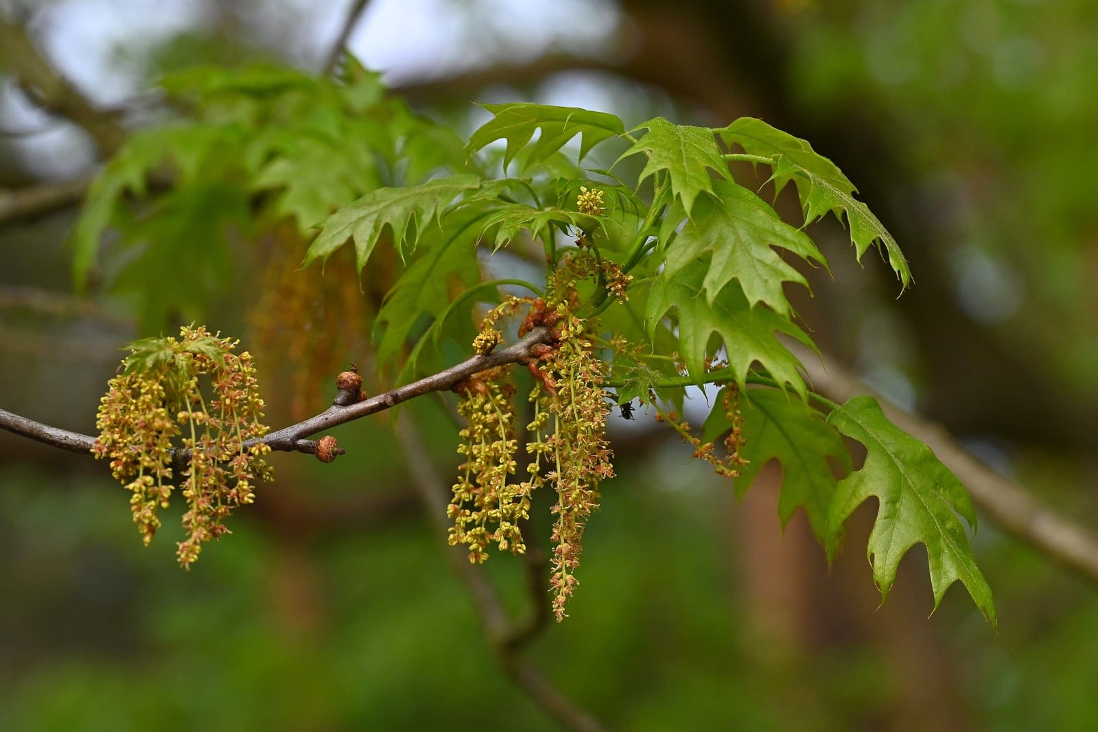 Chêne rouge d'Amérique (Quercus rubra) montrant des feuilles lobées aux lobes terminés par une soie, avec une coloration automnale pourpre rougeâtre.