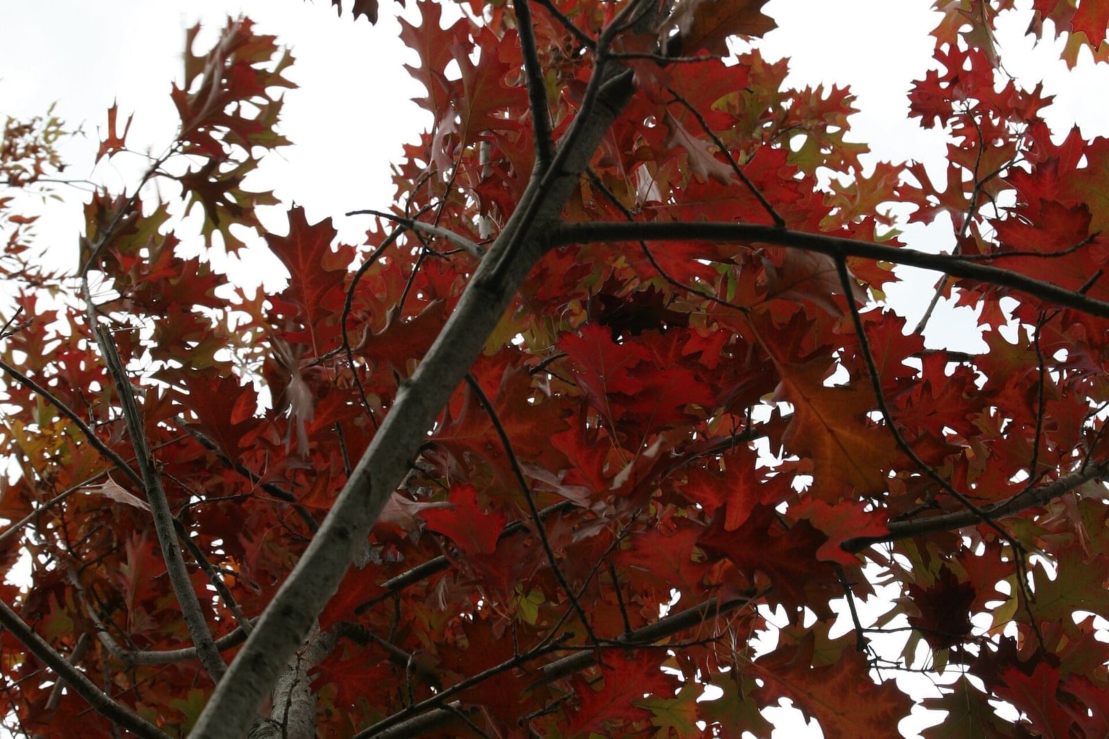 Chêne de Shumard (Quercus shumardii) - feuilles de chêne rouge profondément lobées à lobes terminés par une soie, coloris automnal rouge vif à écarlate, écorce jeune lisse et claire.