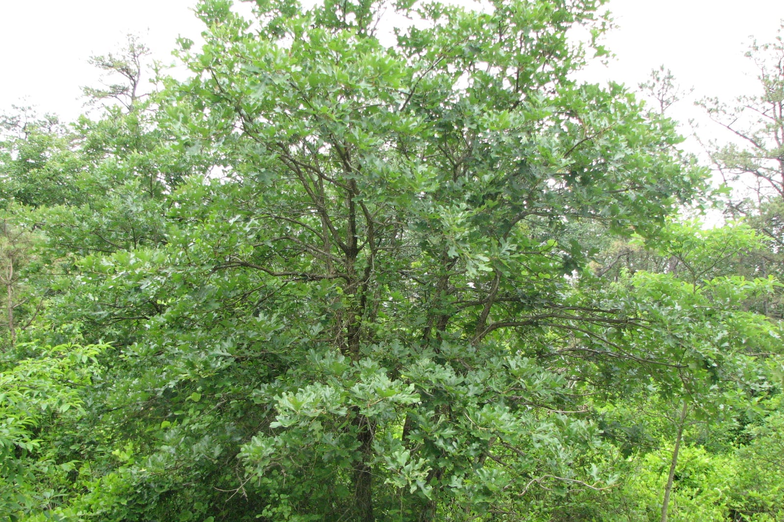 Un chêne étoilé (Quercus stellata) poussant bas et large dans un bois broussailleux, ses branches sombres et tortueuses s'ouvrant en angles larges à travers une masse dense de feuillage sur un ciel pâle et couvert. Les feuilles épaisses et coriaces sont nettement visibles au premier plan, chacune découpée en cinq lobes dont les deux médians, agrandis, se carrent en une forme de croix caractéristique.