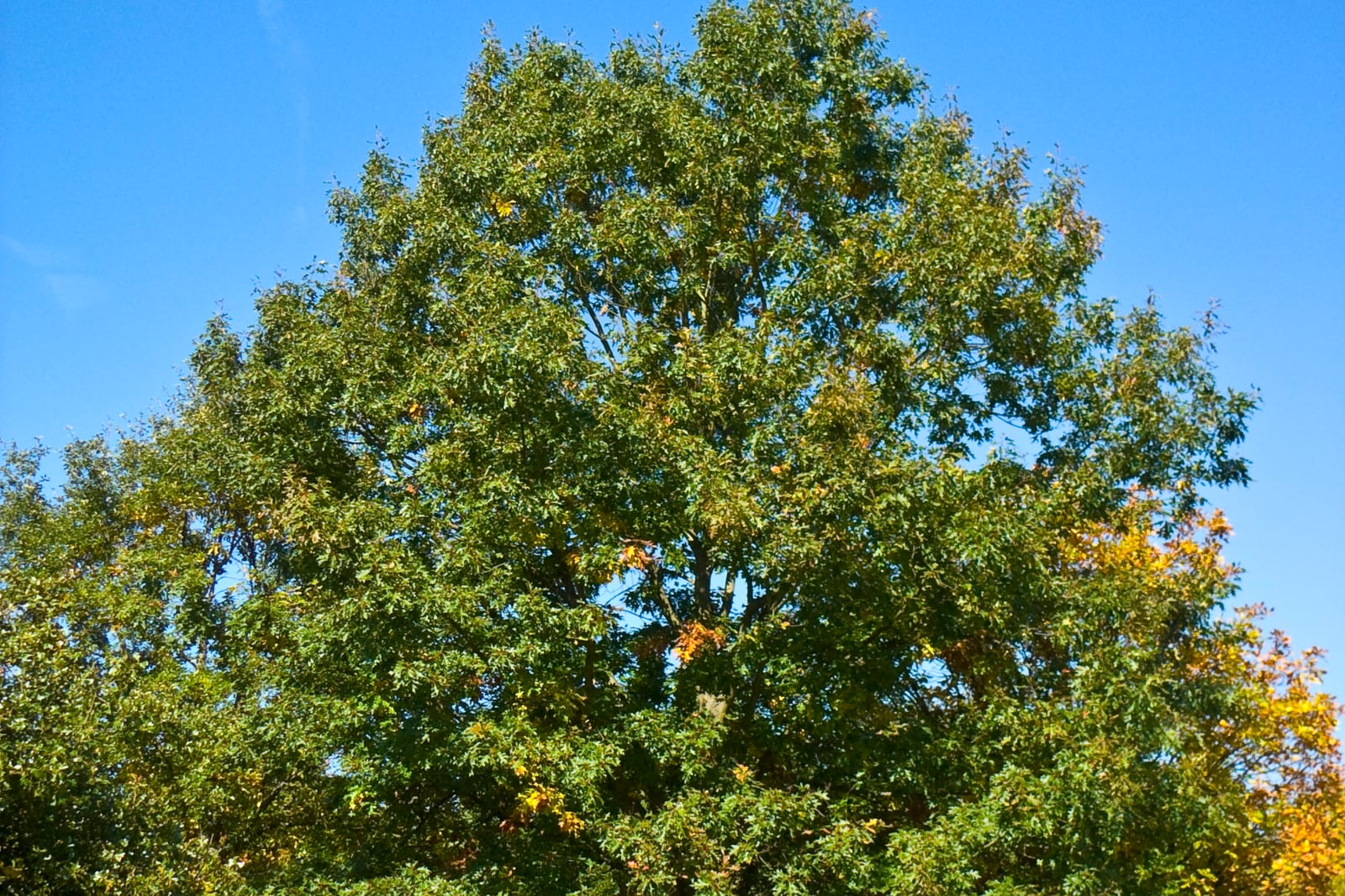 The upper crown of a mature black oak (Quercus velutina) filling the frame against a clear deep blue sky - a broad, rounded, densely twiggy mass of dark green foliage just starting to turn, with scattered yellow and rust-orange leaves through it and a neighbouring tree in full gold at the right edge. The trunk sits below the crop.
