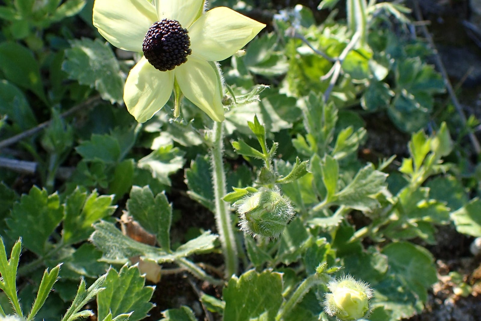 Wild Ranunculus asiaticus in flower on Akamas Peninsula, Cyprus - pale cream single flower with dark button centre above deeply lobed, hairy foliage