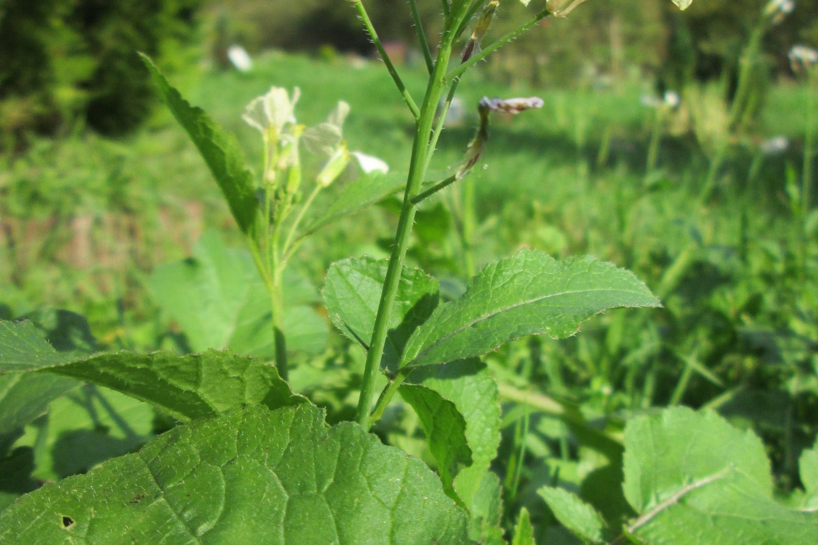 Radish (Raphanus sativus) bolted to flower, showing the slender upright stem with four-petaled white-to-pale-violet flowers and lyrate basal foliage.