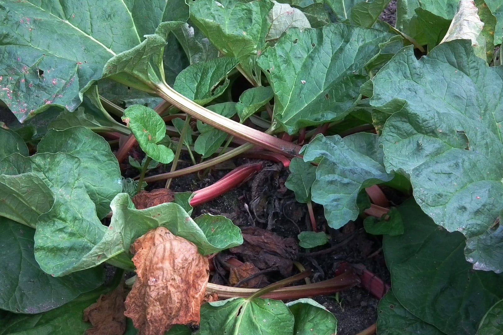 Rhubarb (Rheum rhabarbarum) clump showing thick red-and-green leaf stalks rising from the crown beneath large heart-shaped dark green leaves.