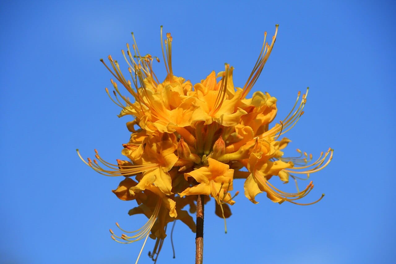 Piedmont azalea (Rhododendron austrinum) - truss of golden-yellow to orange tubular flowers, long exserted stamens curving from each flower, flowers clustered at the branch tip.