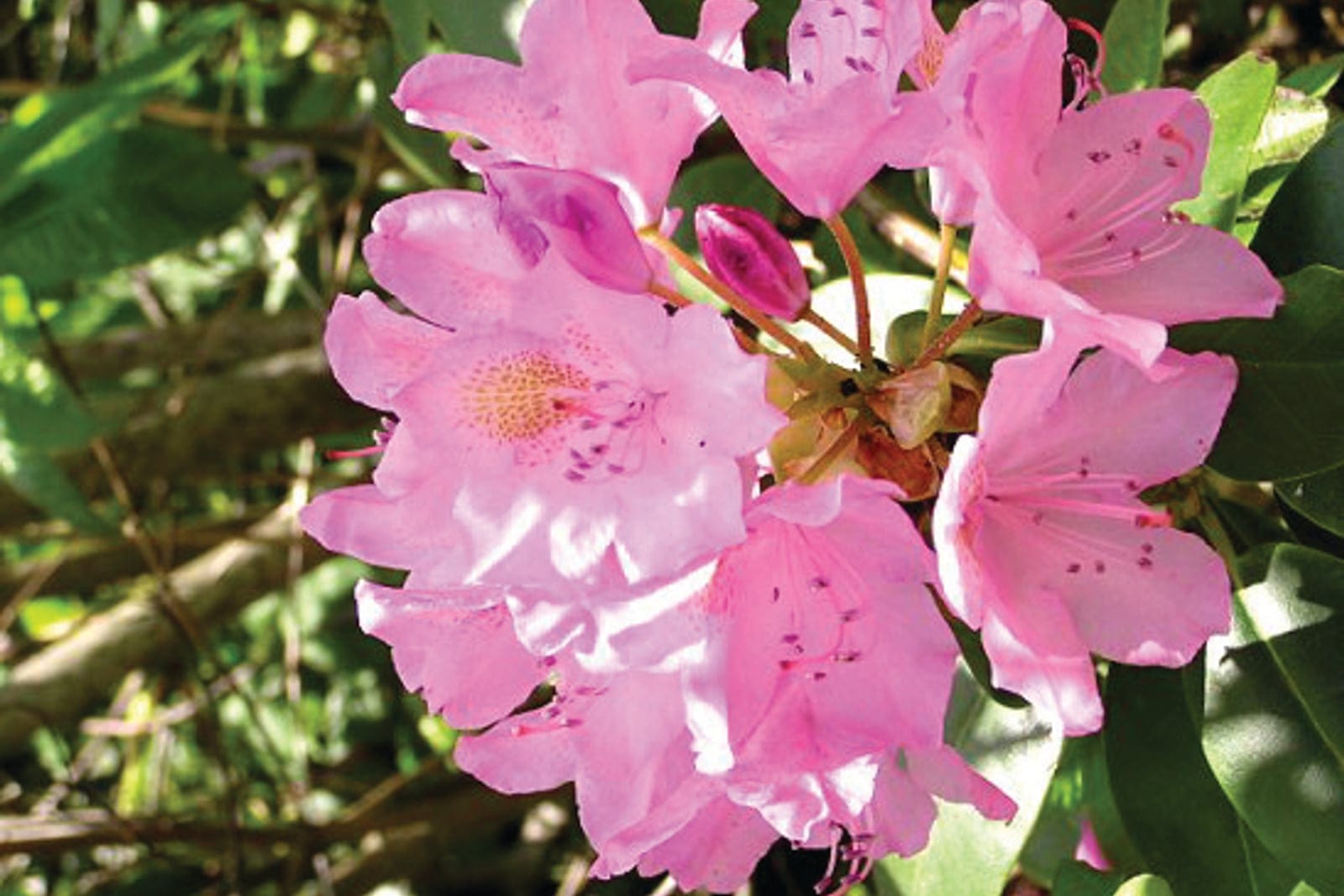 Catawba rhododendron (Rhododendron catawbiense) showing a compact terminal truss of funnel-shaped lavender-pink flowers with spotted throats above glossy dark green evergreen leaves.