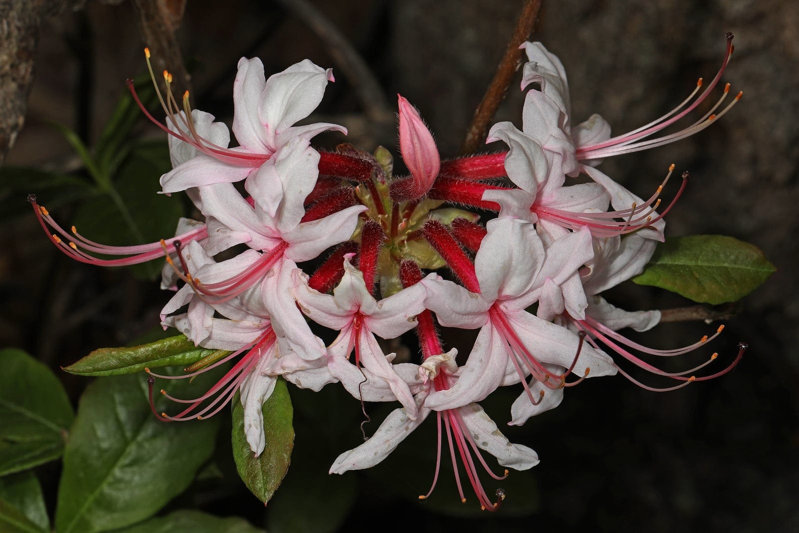 Azalée pinxter (Rhododendron periclymenoides) montrant ses fleurs tubulaires roses groupées caractéristiques.