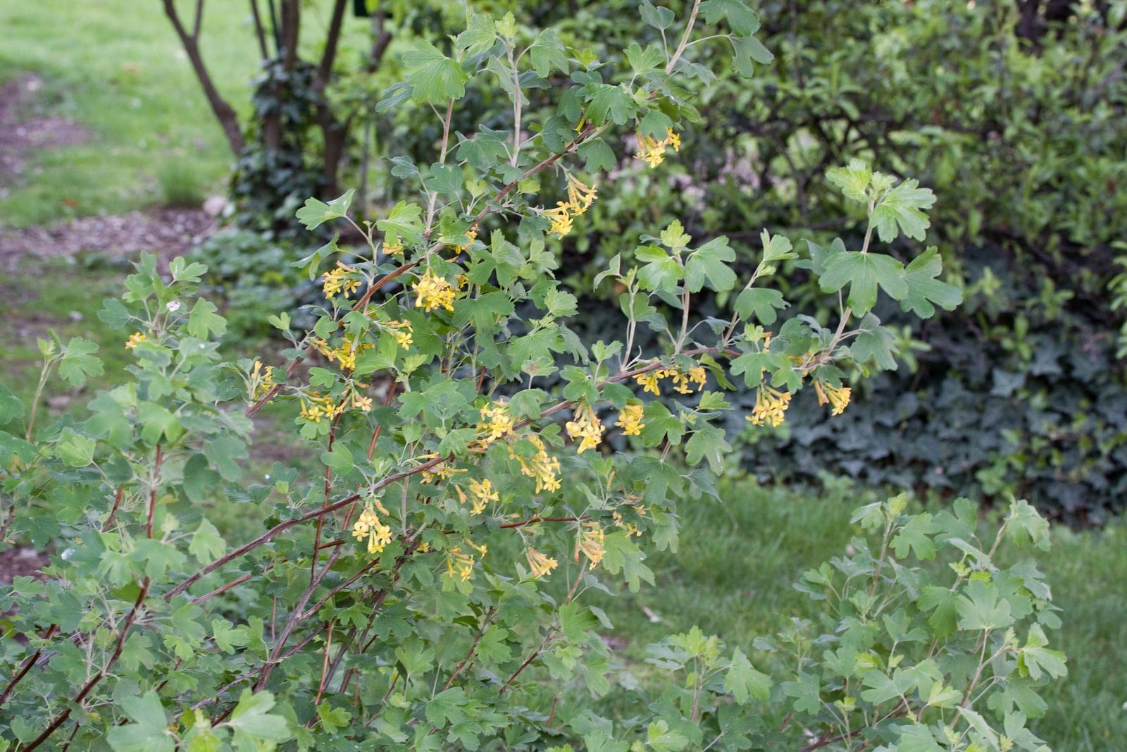 Golden currant (Ribes aureum) in flower, showing clusters of small tubular yellow blossoms among three-lobed glossy green leaves on an arching multi-stemmed shrub.