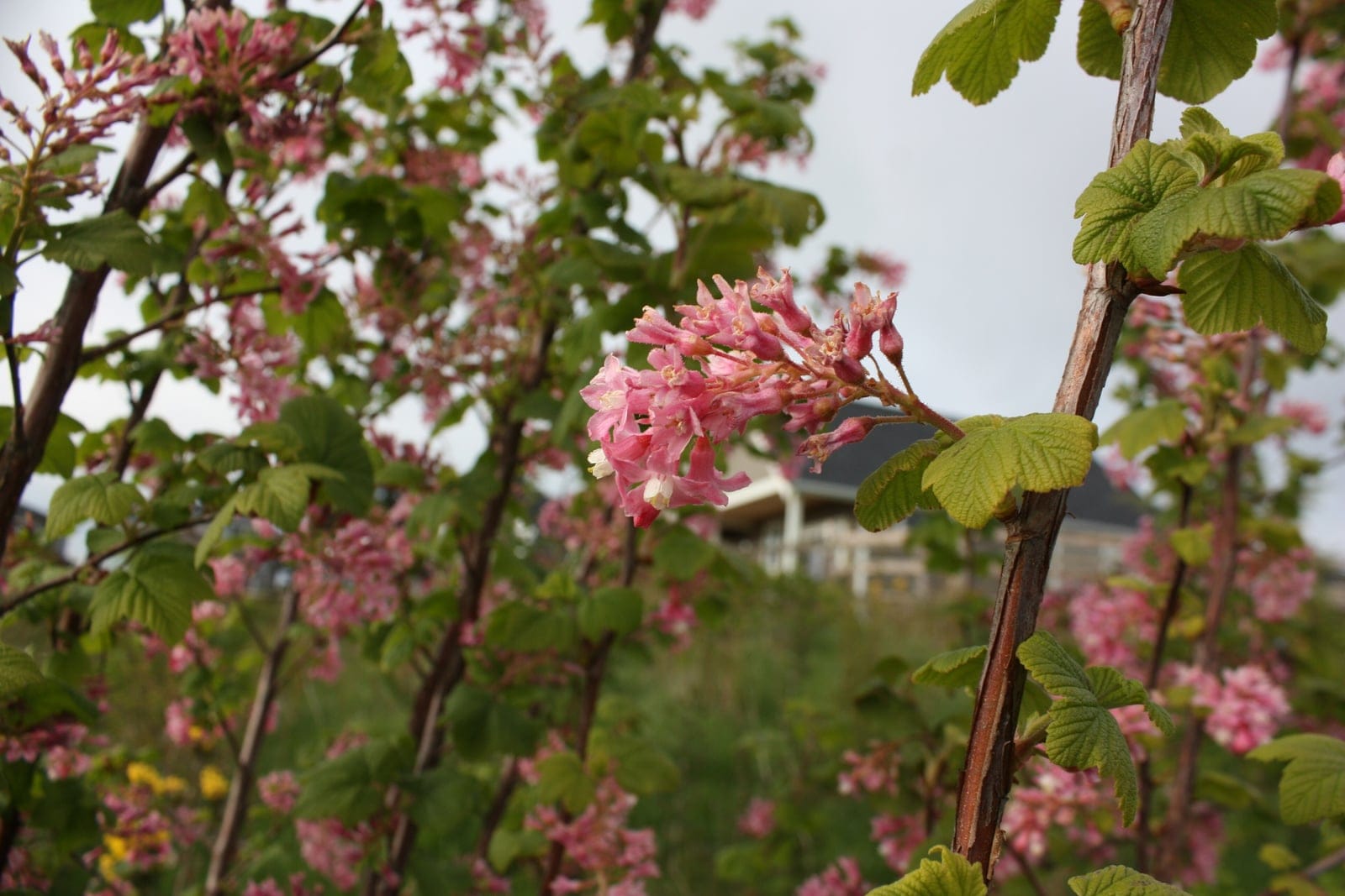 Ribes sanguineum in bloom in Whatcom County, Washington, showing pendant clusters of deep-pink flowers on bare stems