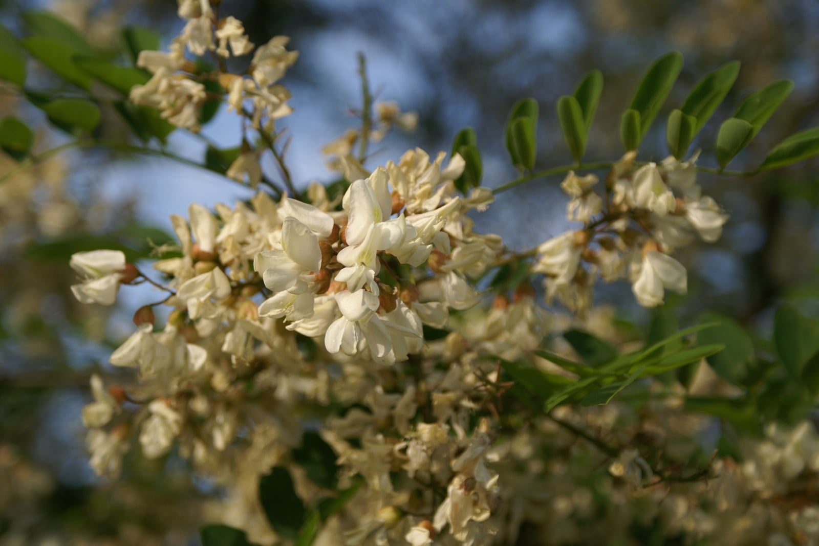 Falsa acacia en flor: racimos densos de flores de un blanco cremoso, parecidas a las del guisante, con pequeños cálices marrones, junto a una hoja pinnada de folíolos ovalados en pares, contra un cielo azul.