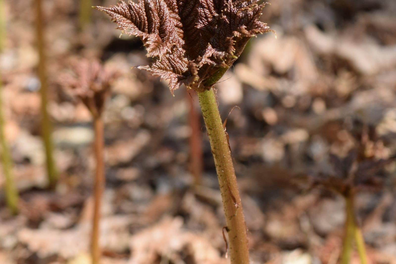 Rodgersia podophylla showing large palmate bronze-tinted leaves in an arboretum setting