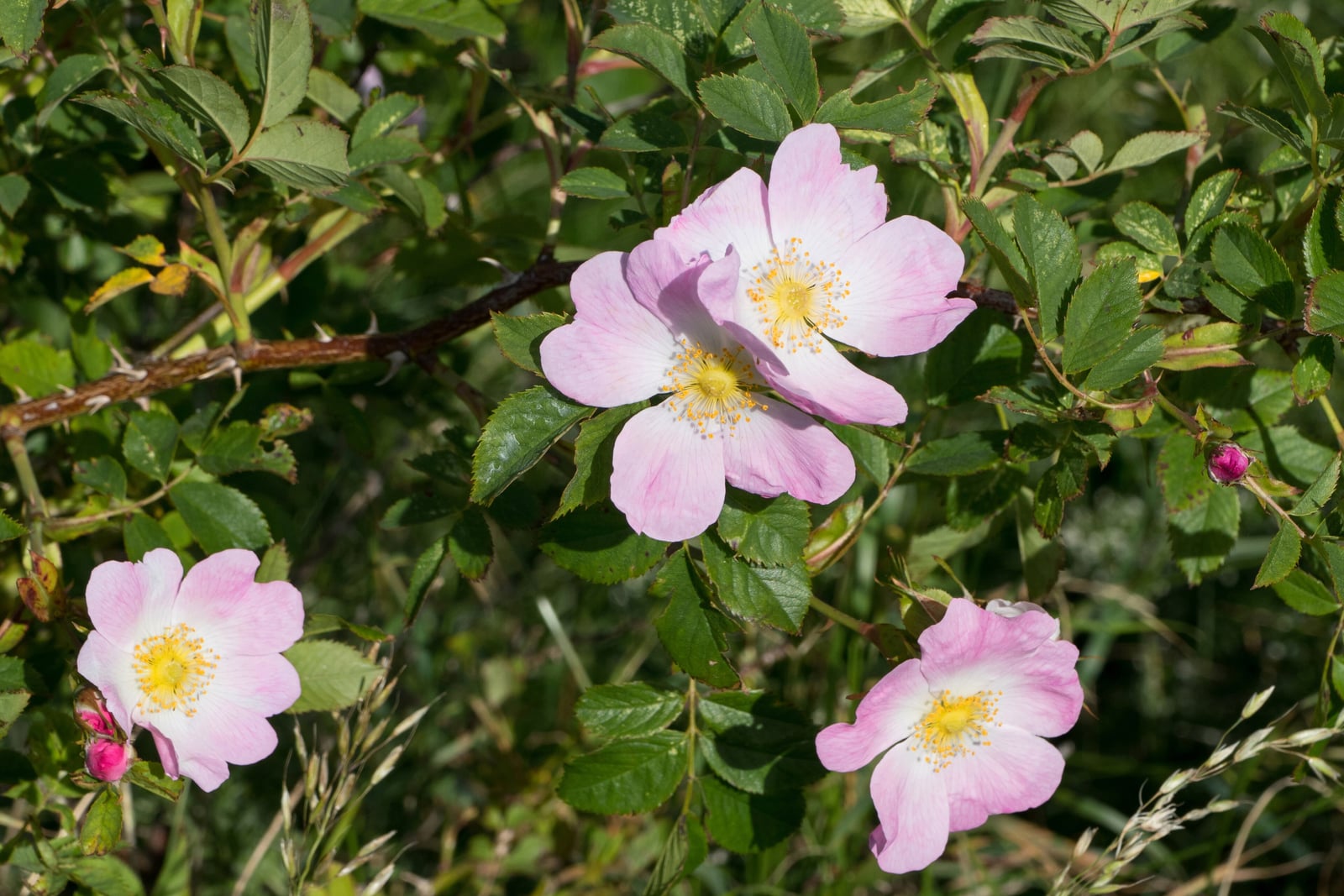 Dog rose in flower in sunlight: four pale pink single roses, white at the centre with a boss of yellow stamens, and deep pink buds, among toothed green leaflets on a brown stem armed with hooked prickles, with grass seed heads at the bottom.