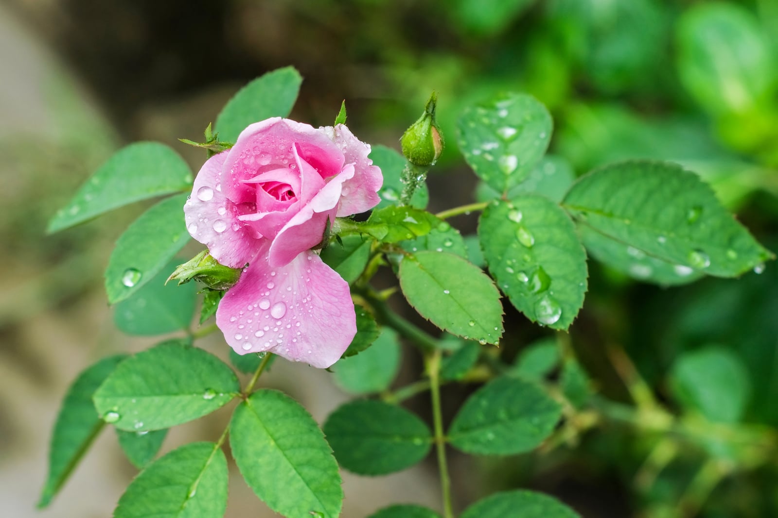 China rose: a half-open, pale pink semi-double flower and two green buds, beaded with raindrops, among bright green leaves divided into oval, finely toothed leaflets.