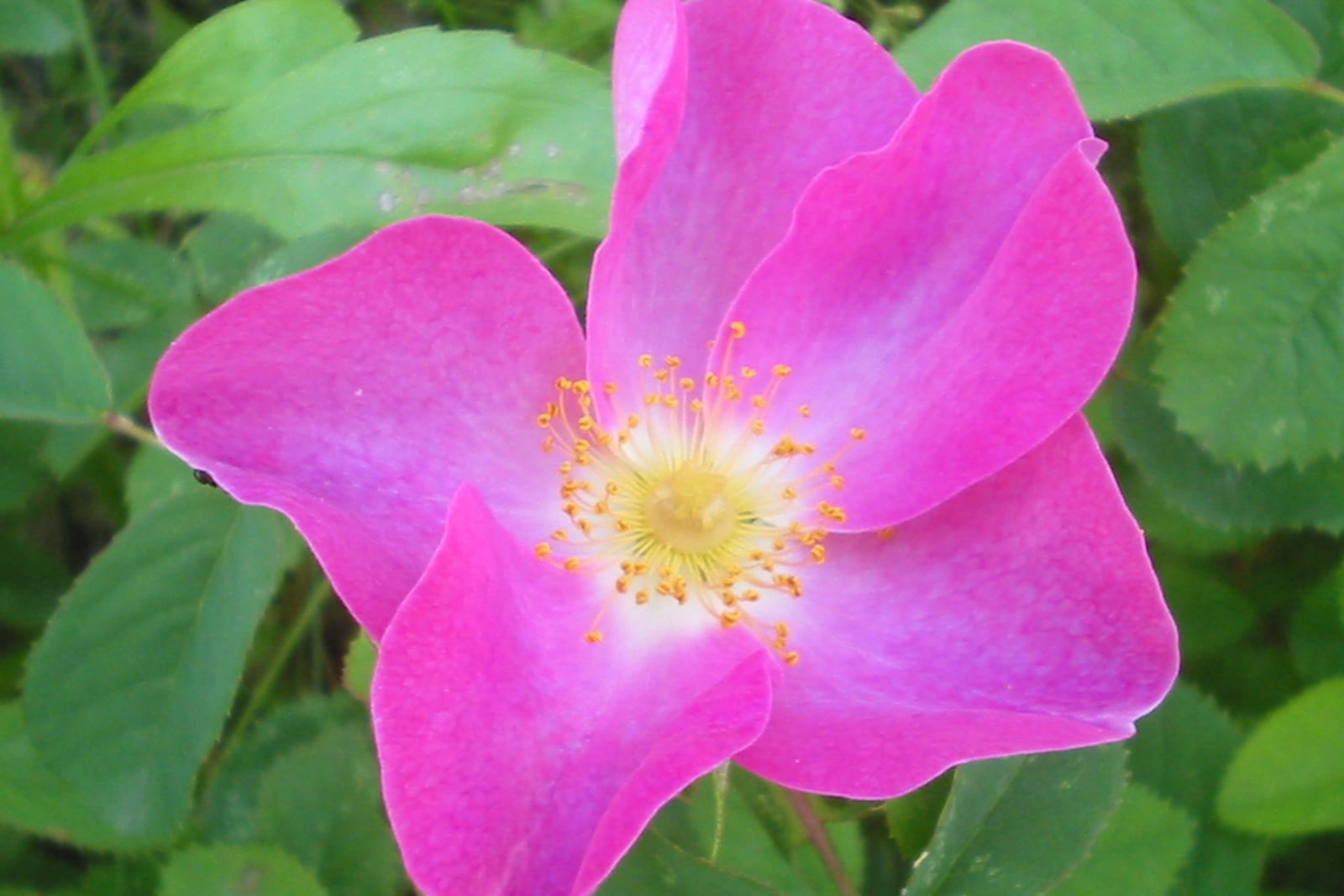 Wild French rose in Romania: a single, open, bright magenta-pink flower with five broad petals, a pale centre and a ring of orange-tipped yellow stamens, against green leaves with oval, finely toothed leaflets.