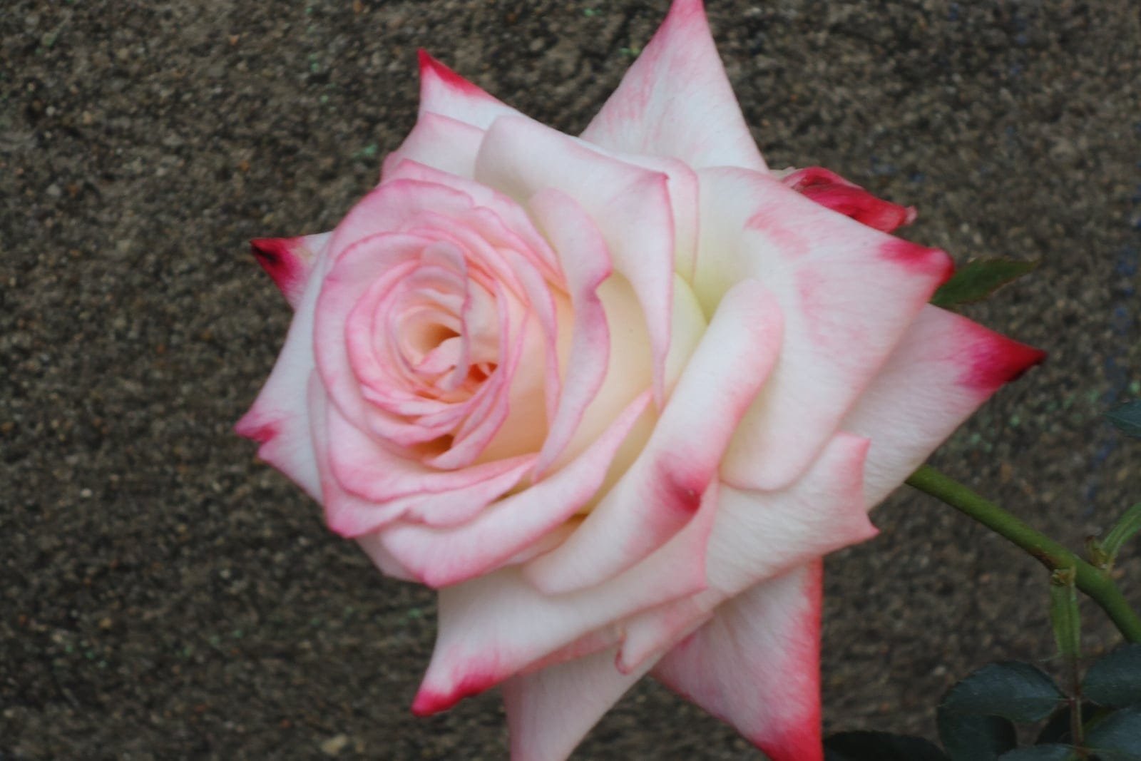 Une unique rose de jardin hybride de thé (Rosa hybrid) en pleine floraison, montrant la forme à centre haut et à pétales enroulés en spirale, blanc crème bordés de rose cramoisi, sur un fond uni de gravier.