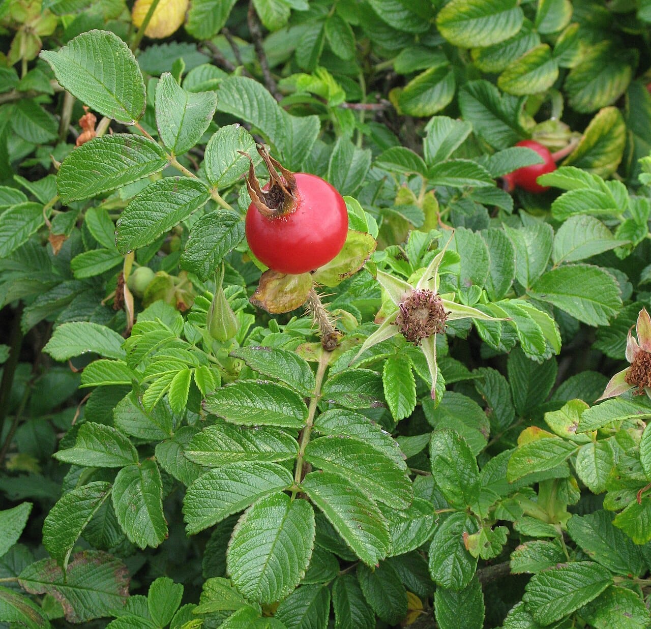 Rosier rugueux (Rosa rugosa) - gros cynorrhodons rouges et ronds, folioles profondément gaufrées (rugueuses), feuillage vert foncé denté, tiges épineuses.