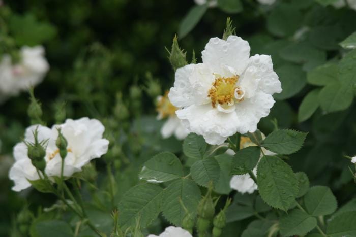 White rose (Rosa x alba) - white semi-double flowers with yellow stamens, blue-green rose foliage, clustered blooms.