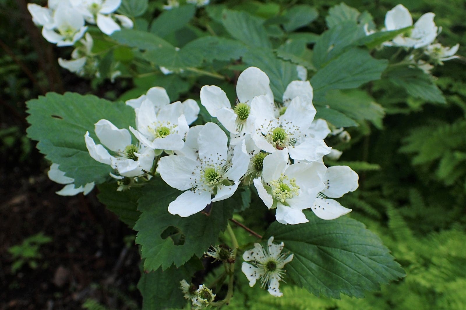 Allegheny blackberry (Rubus allegheniensis) showing arching thorny canes + ripe black berry clusters.