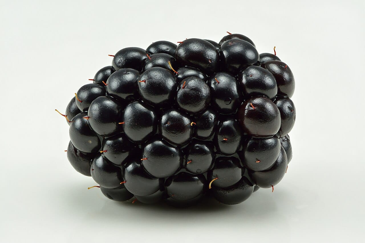 Blackberry (Rubus fruticosus) - glossy black aggregate fruit (cluster of drupelets), ripe blackberry.