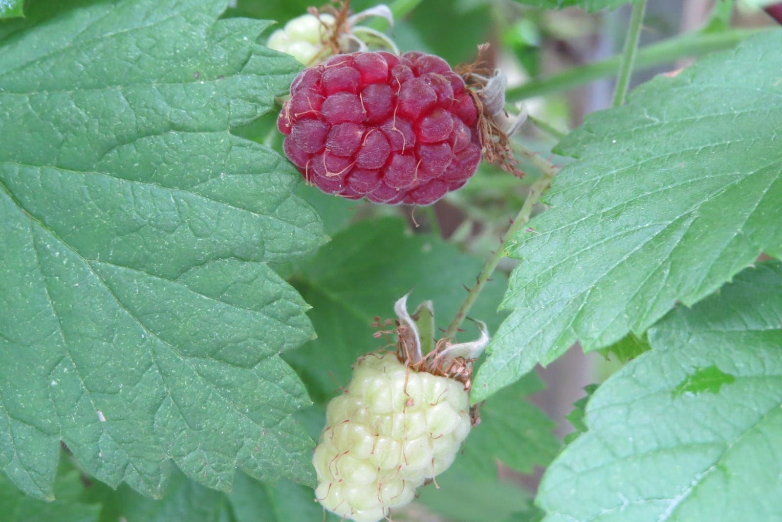 Red raspberry (Rubus idaeus) showing ripe red aggregate fruits on a cane.