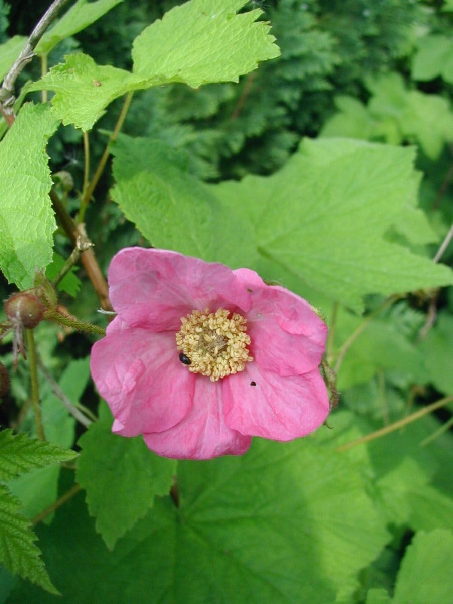 Framboeseira-florida (Rubus odoratus) - flor de cinco pétalas cor-de-rosa, tufo central amarelo de estames, folhas grandes palmatilobadas semelhantes às do bordo.