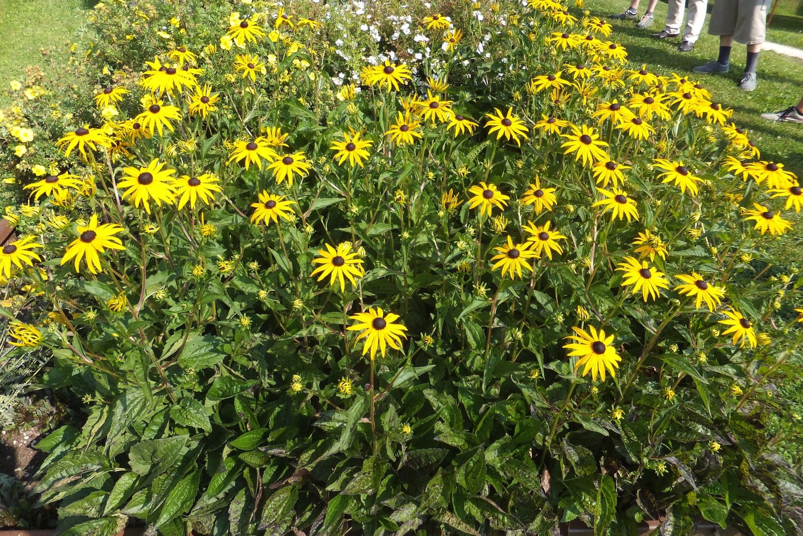 A full clump of black-eyed Susan (Rudbeckia fulgida 'Goldsturm') in a garden bed, showing the dense mounded foliage base topped with golden, dark-centered daisies on branching stems.