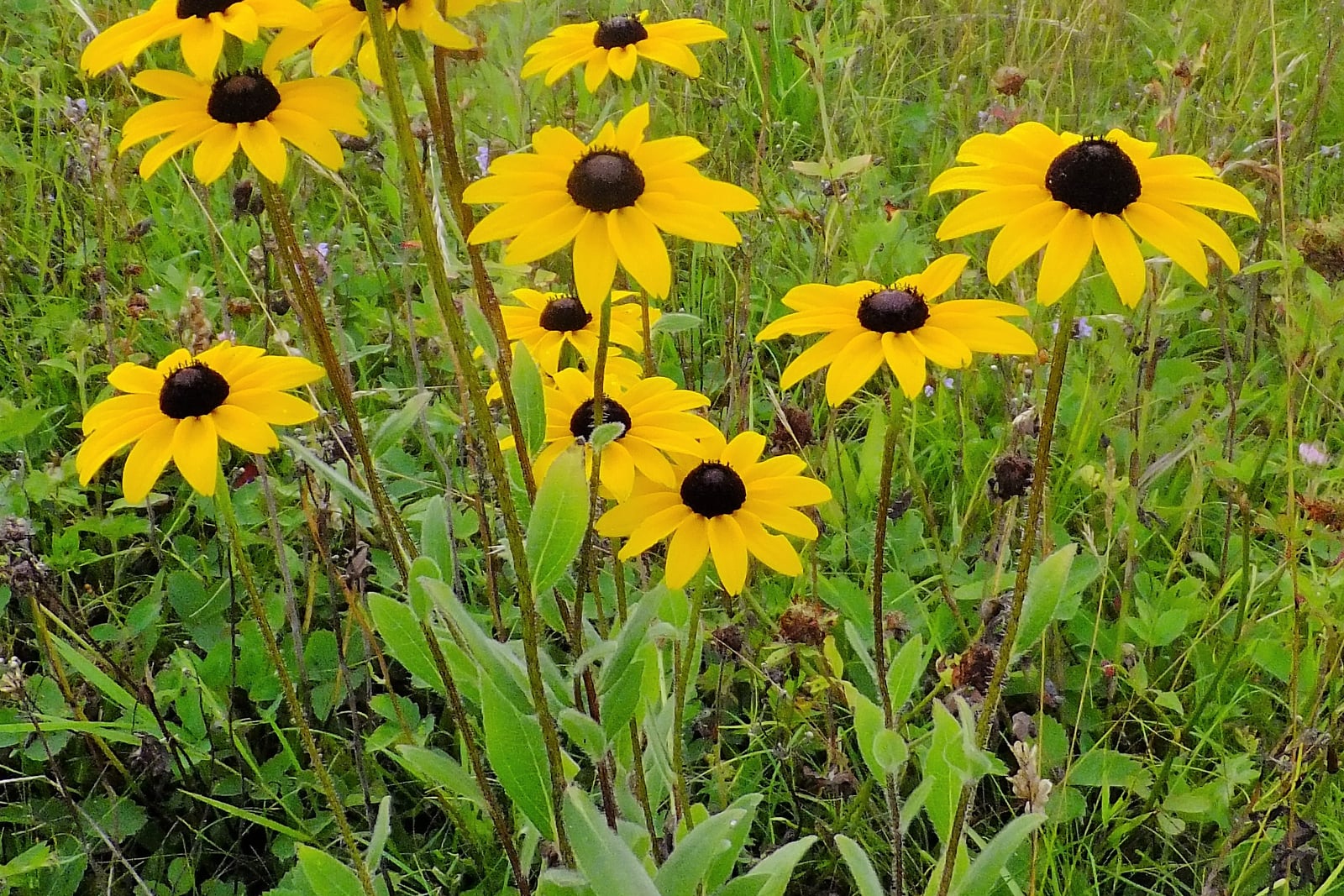 A stand of black-eyed Susan (Rudbeckia hirta) flowering in a meadow, showing tall erect sparsely branched stems carrying golden-yellow daisies with dark brown domed centres above coarse grey-green hairy leaves.