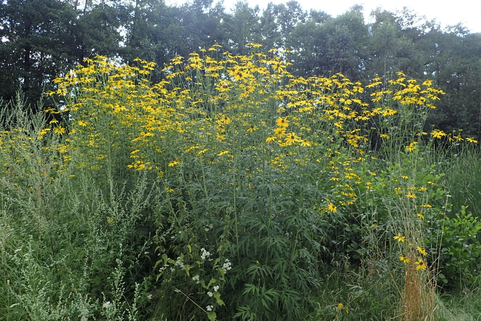 Cutleaf coneflower (Rudbeckia laciniata) showing yellow drooping ray flowers around green central cone.