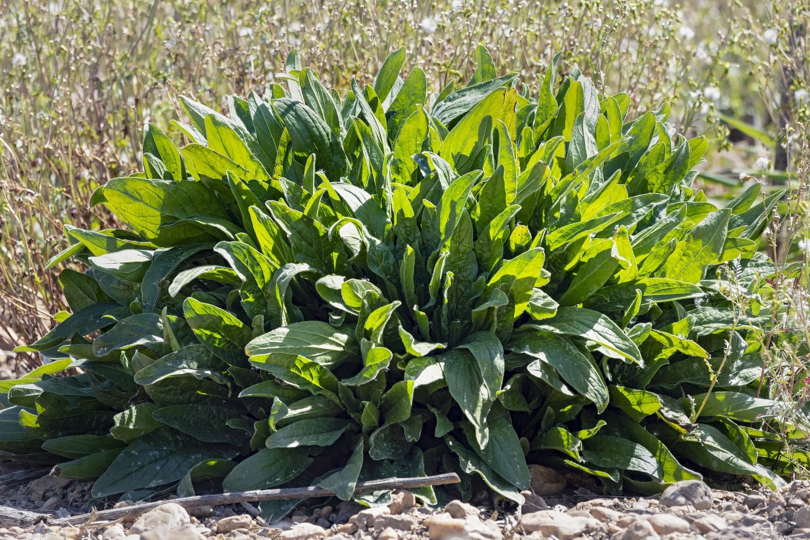 Garden sorrel (Rumex acetosa) growing as a dense basal clump of long, oblong, arrowhead-based green leaves arising from a central crown.