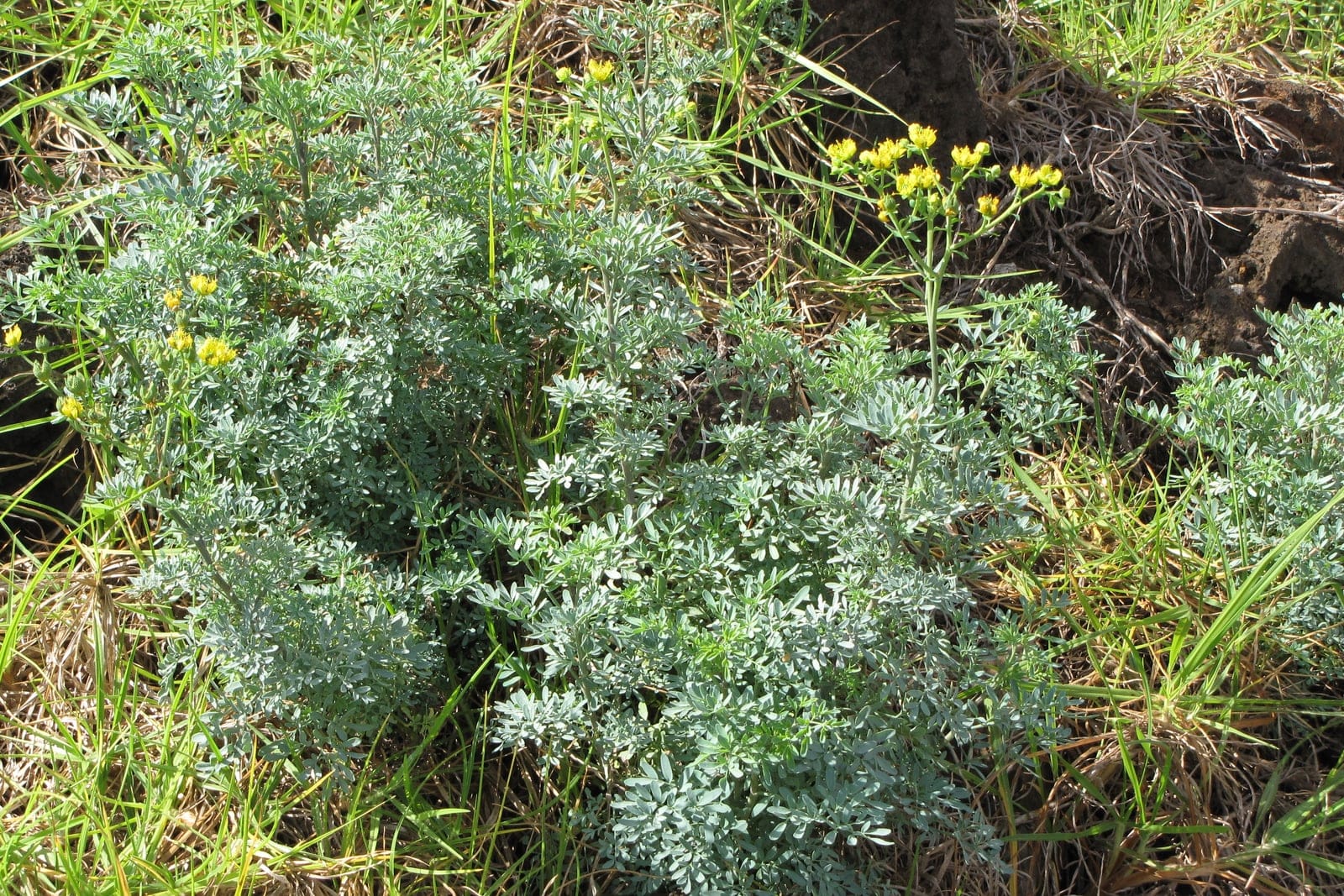 Arruda (Ruta graveolens) - folhagem aromática glauca verde-azulada, semelhante a samambaia, profundamente dividida (2-3 vezes pinada), cachos de pequenas flores amarelo-mostarda em floração nas pontas dos ramos, de base lenhosa, com porte de subarbusto perenifólio em montículo.