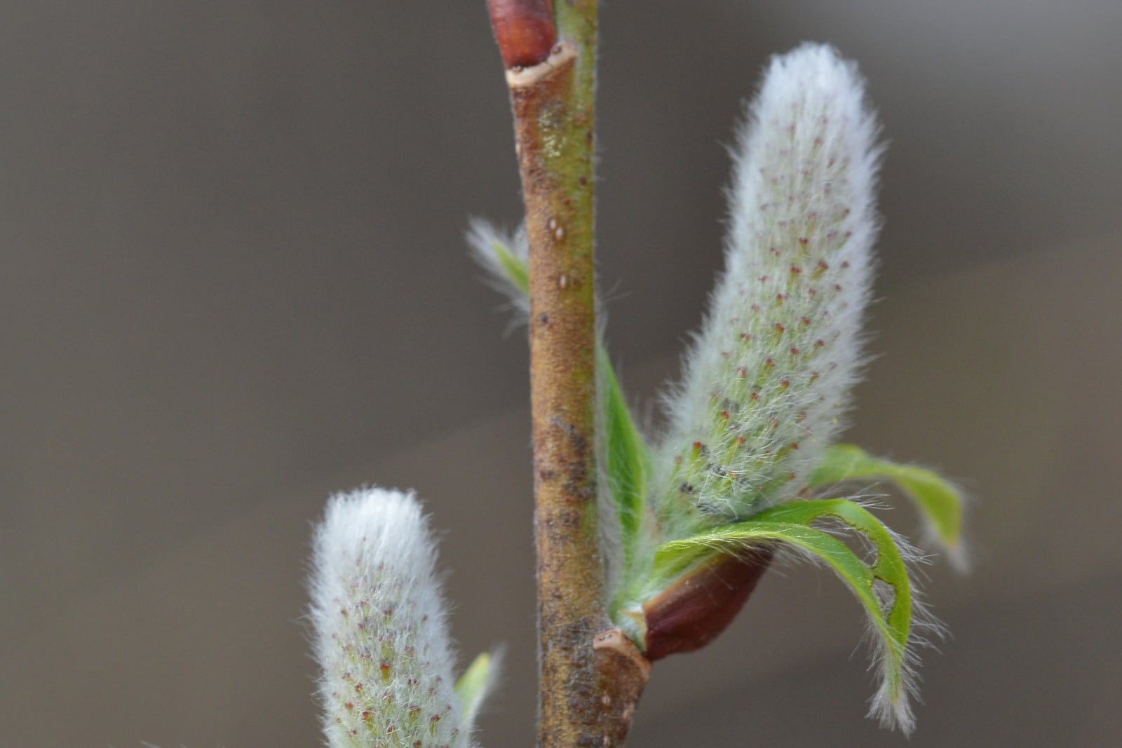 Pussy willow (Salix discolor) stem showing silky silvery catkins emerging from brown bud scales alongside unfolding green leaves.
