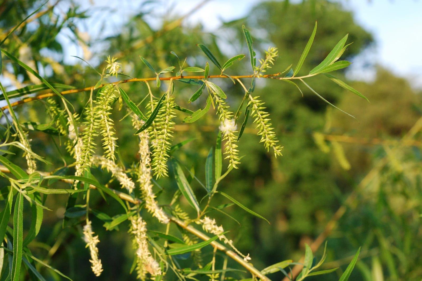Black willow (Salix nigra) branch showing slender lanceolate finely toothed leaves and drooping yellowish-green catkins in spring.