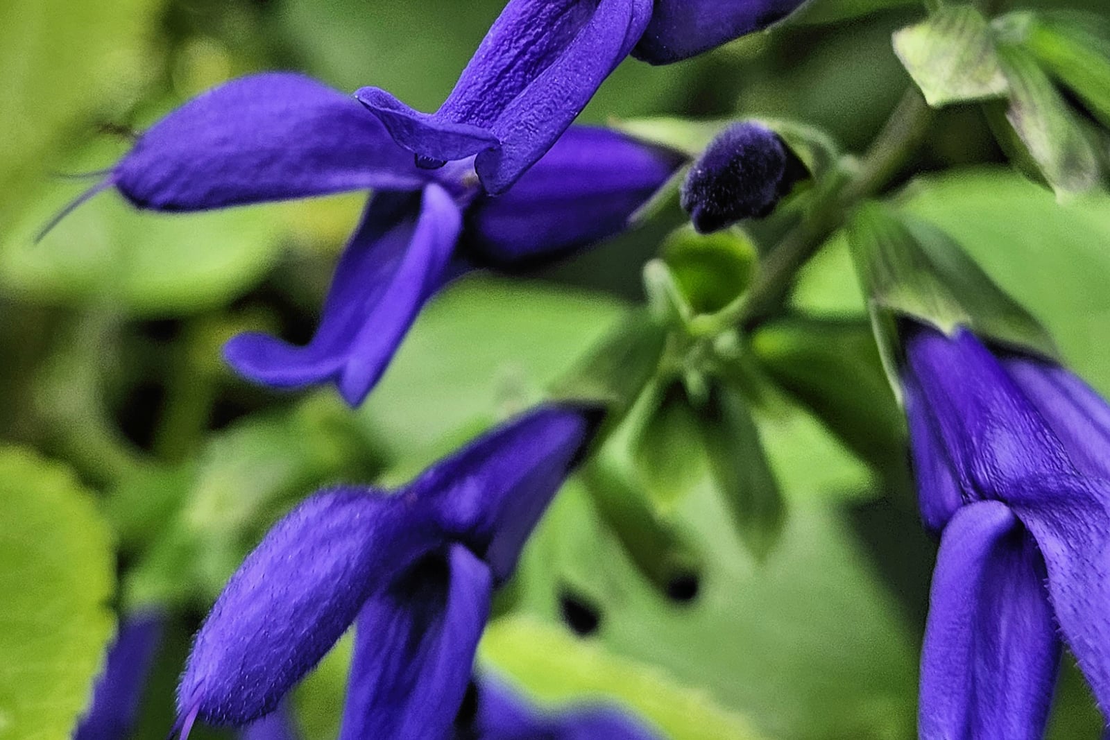 Anise-scented sage (Salvia guaranitica) - close-up of deep violet-blue, two-lipped flowers with hooded upper lips and green calyxes among bright green leaves, photographed in cultivation at the Huntington Library, Art Museum, and Botanical Garden.
