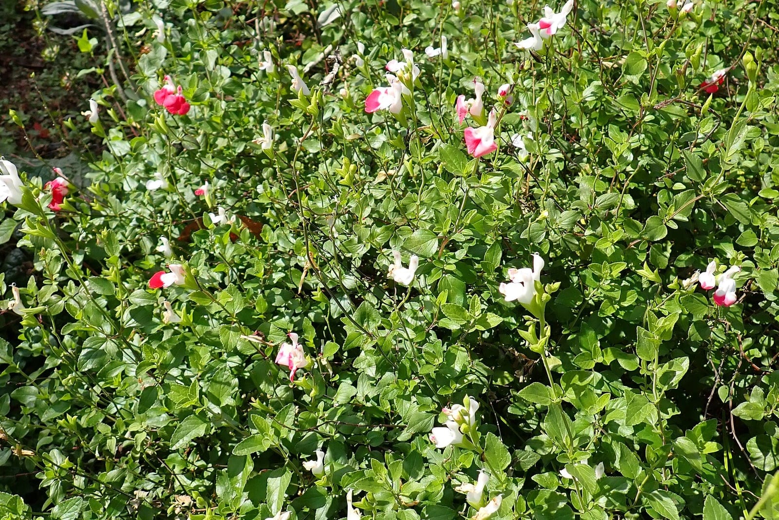 Baby sage (Salvia microphylla) - bushy, densely branched subshrub habit forming a whole flowering clump, small ovate aromatic leaves on the many branches, long succession of two-lipped bicolour flowers (red/pink-and-white, hot lips-type form).