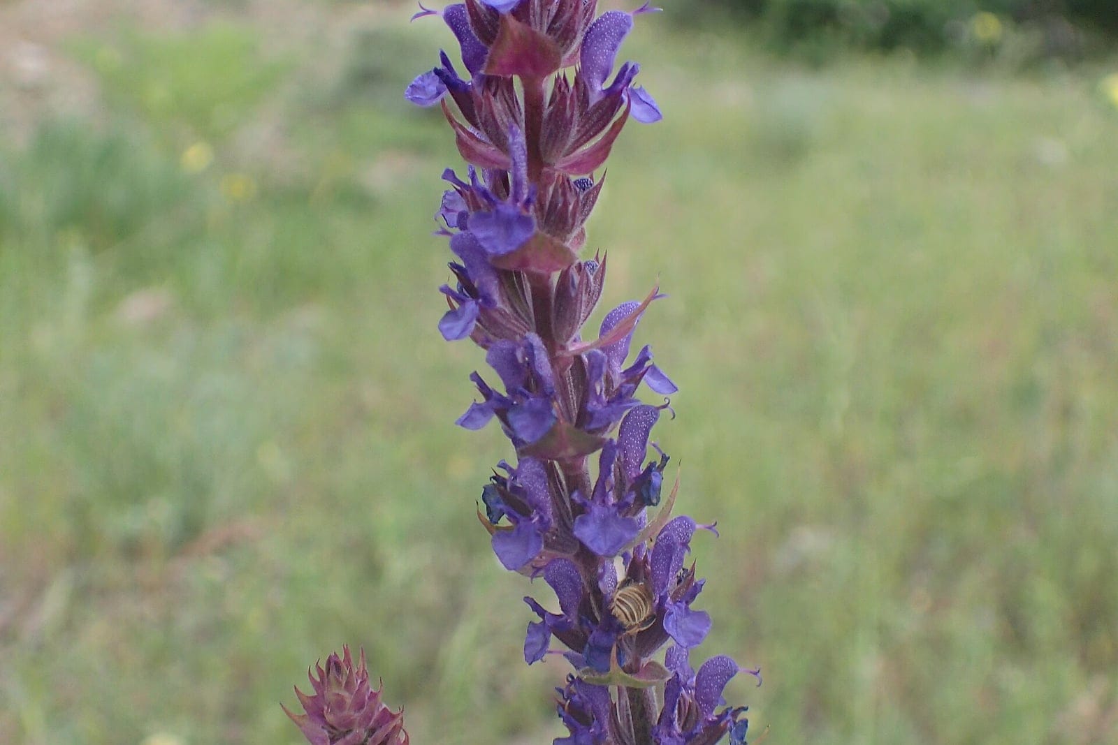 Garden salvia (Salvia nemorosa) in flower: an erect, multi-stemmed clump with dense spike-like clusters of small lavender to violet-blue two-lipped flowers above wrinkled gray-green leaves.