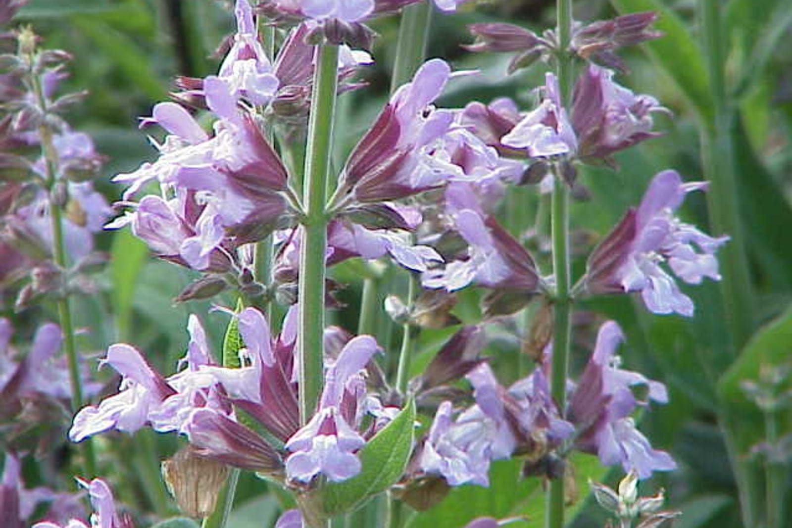 Garden sage (Salvia officinalis) showing gray-green velvety foliage + spike of lavender summer flowers.