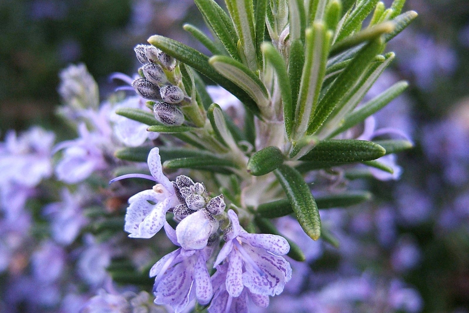 Rosemary (Salvia rosmarinus) showing dense needle-like aromatic foliage on woody branches.