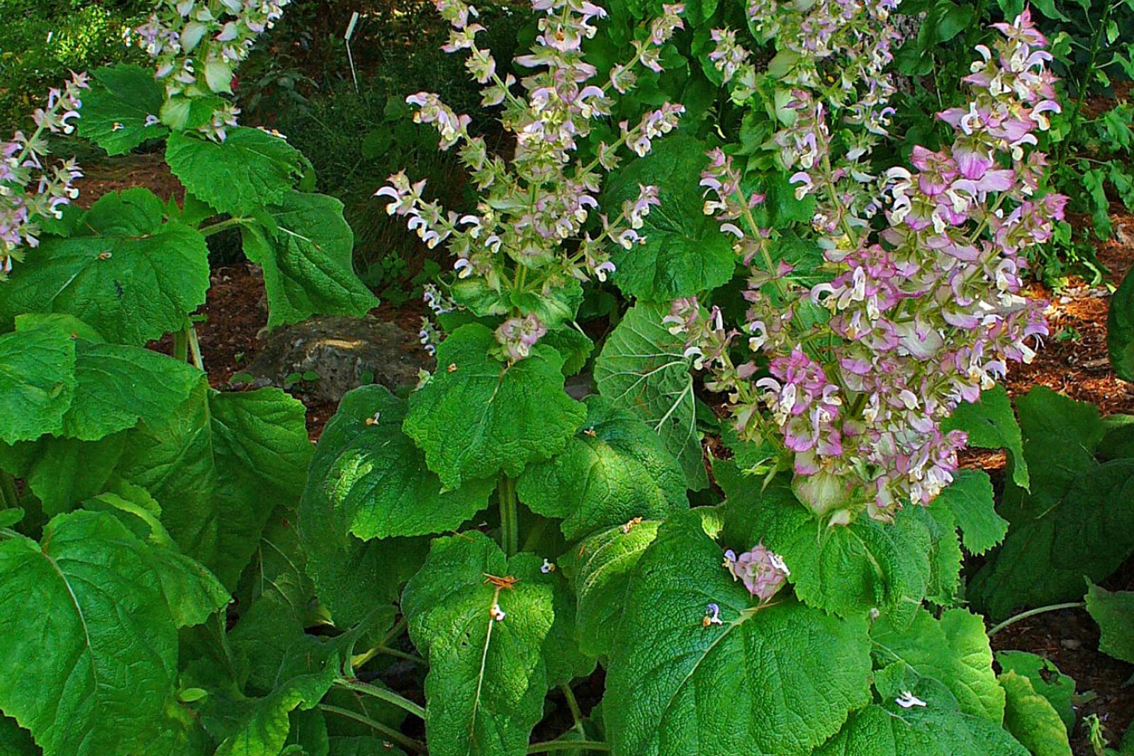Clary sage (Salvia sclarea) in flower, tall branching spikes clothed in showy pink and cream papery bracts around small lilac flowers.