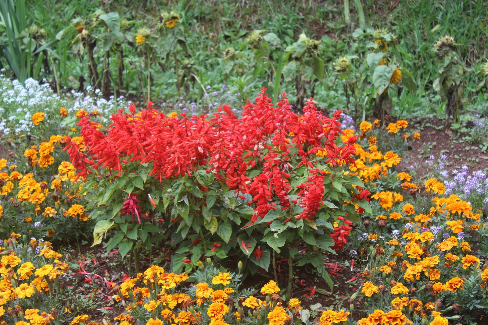 Scarlet sage (Salvia splendens) - a bushy clump of dense, upright spikes of bright red flowers above oval green leaves, in a bed edged with orange and yellow marigolds at the Government Botanical Garden, Ooty, India.